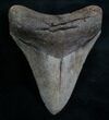 Beautifully Serrated Georgia Megalodon Tooth #8167-1